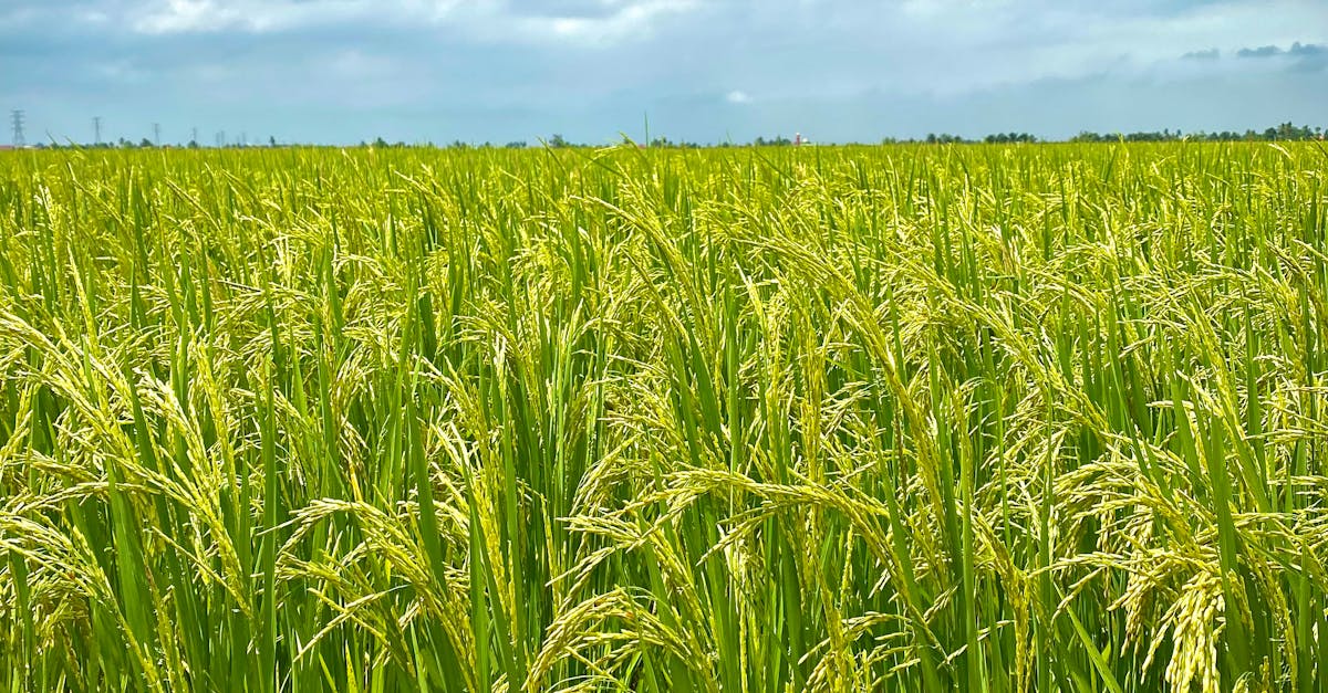 Expansive rice field in Malaysia with vibrant green stalks under a dramatic cloudy sky.
